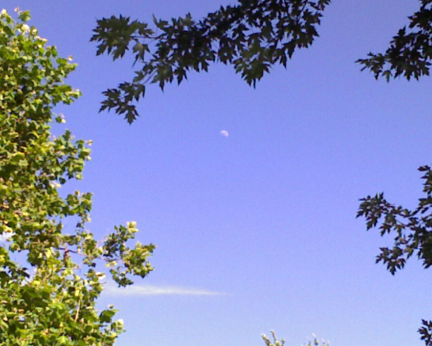 The Moon and Trees As Seen From My Front Porch
