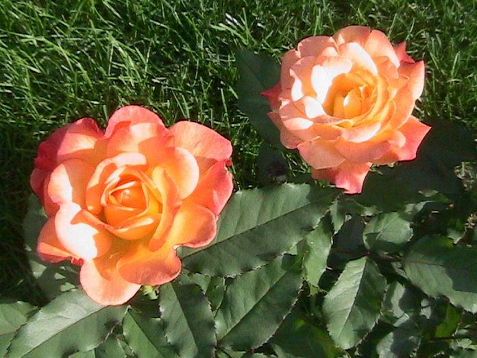 New Roses
