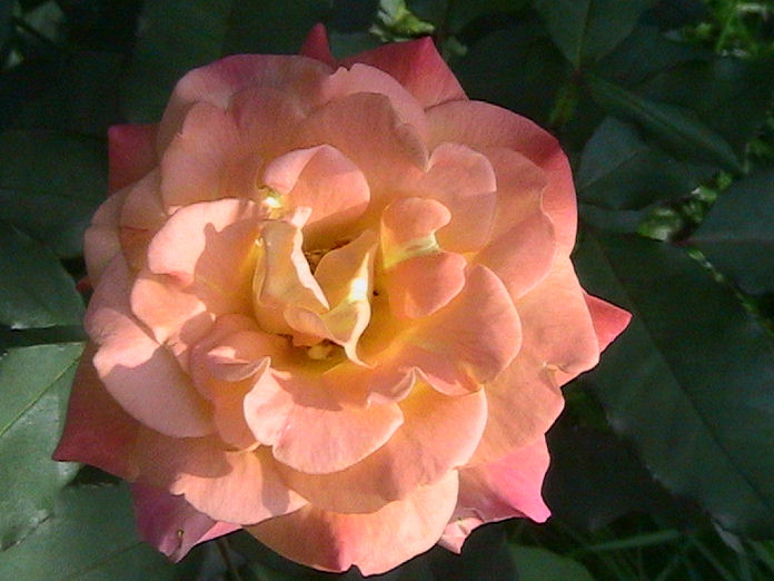 Closeup