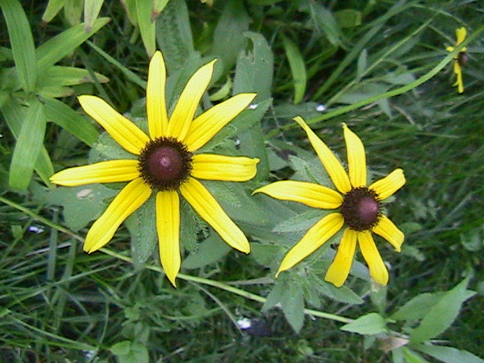 Yellow daisy type things