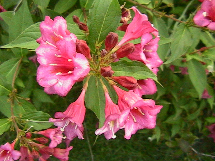 Some dark pink blossoms