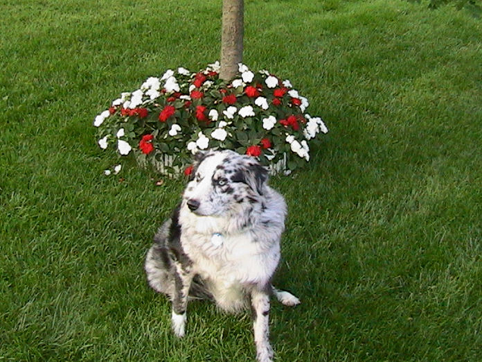 Masie in front of some flowers