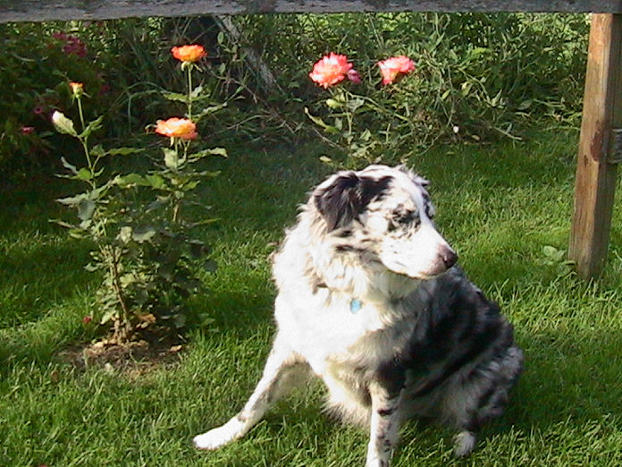 Masie posing with the roses