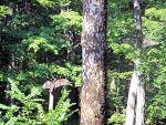 �  David A. Leas and Mollye R. Leas - all rights reserved.