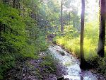 �  David A. Leas and Mollye R. Leas - all rights reserved.