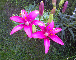 Tiger Lilies in my backyard