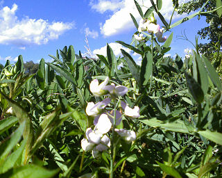 Sweat peas in my backyard