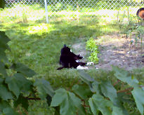 "Lettuce" get the cat out of the garden.