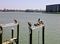 Pellicans at John's Pass in Boca Ciega.
