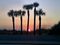 Different trees, same sunset in Pass-a-Grille.