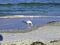 A gull eating a fish at Pass-a-Grille.