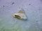 I don't know - a shark fin?