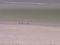 Three gulls and the multi-colored Gulf