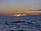 A gull flying with the setting sun