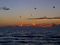 Gulls and the firey red sky