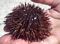 The top of the sea urchin that Janeanne found.