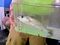A fish that the crew found in a sea grass bed.