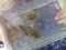 A couple of puffer fish that the crew found in a sea grass bed.