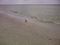 A gull on the beach