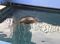 A sea turtle in the aquarium.