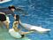 Winter the dolphin.  She swims with the help of a prothesis device that serves as her tail.