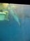 An underwater view of Winter the dolphin. Winter was in the feature length movie, Dolphin Tale.