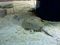 A horseshoe crab in the aquarium.