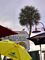 A gull sitting on the Hurricane Seafood Restaurant sign