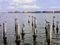 Pelicans on the bay side of Pass-a-Grille.