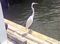 A big white bird on the bay side of Pass-a-Grille.