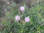 � David A. Leas - all rights reserved.