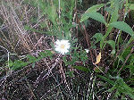 � David A. Leas - all rights reserved.
