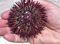 The bottom of the sea urchin that Janeanne found.